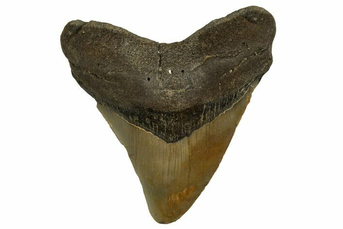 Posterior Megalodon Tooth - North Carolina #328033
